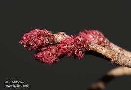 Attēlu rezultāti vaicājumam “Alnus glutinosa flower”
