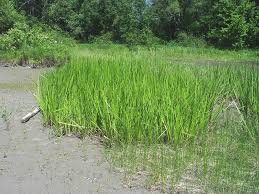 Attēlu rezultāti vaicājumam “Acorus calamus fruit”
