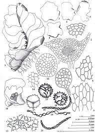 Attēlu rezultāti vaicājumam “Fossombronia wondraczekii sporophyte”