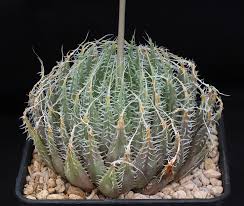 Attēlu rezultāti vaicājumam “Hemitrichia decipiens var. hemitrichoides”