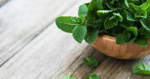 Image result for Pfefferminze