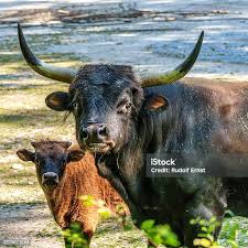 Attēlu rezultāti vaicājumam “Bos primigenius taurus”