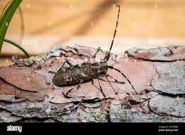 Attēlu rezultāti vaicājumam “Monochamus sutor”