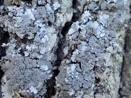 Attēlu rezultāti vaicājumam “Parmelina tiliacea”