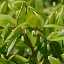 Attēlu rezultāti vaicājumam “Polygonatum odoratum leaf”