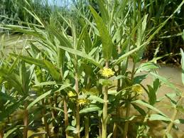Attēlu rezultāti vaicājumam “Lysimachia thyrsiflora leaf”