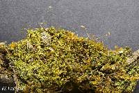 Attēlu rezultāti vaicājumam “Tortella tortuosa”