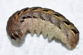 Attēlu rezultāti vaicājumam “Badhamia nitens macro”