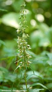 Attēlu rezultāti vaicājumam “Epipactis helleborine”