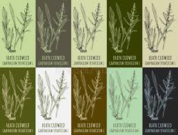 Attēlu rezultāti vaicājumam “Gnaphalium sylvaticum leaf”