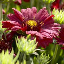 Image result for Gaillardia amblyodon