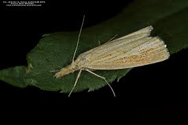 Attēlu rezultāti vaicājumam “Crambus”