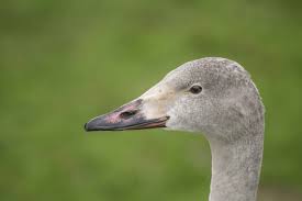 Attēlu rezultāti vaicājumam “Cygnus columbianus”