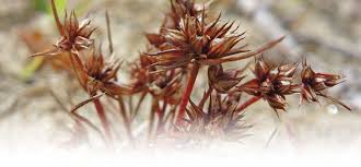 Attēlu rezultāti vaicājumam “Juncus capitatus”