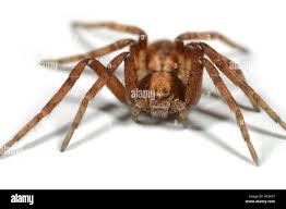 Attēlu rezultāti vaicājumam “Philodromidae”