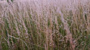 Attēlu rezultāti vaicājumam “Festuca pratensis”