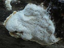 Attēlu rezultāti vaicājumam “Antrodia gossypium”