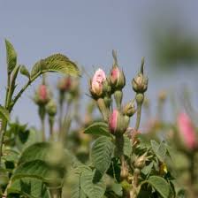 Image result for Rosengewächse