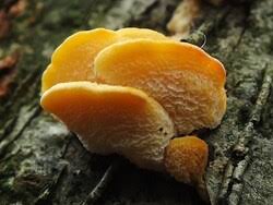 Attēlu rezultāti vaicājumam “Antrodiella serpula”