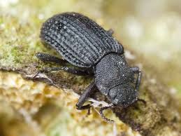 Attēlu rezultāti vaicājumam “Bolitophagus reticulatus”