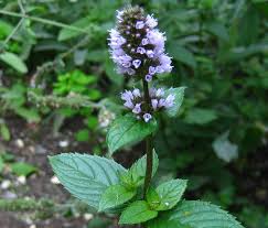 Image result for Menta x piperita