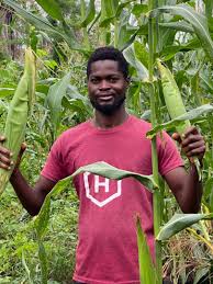 Image result for pheega