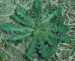 Attēlu rezultāti vaicājumam “Hypochaeris radicata fruit”