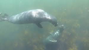 Image result for Wyndley Seals Snorkelling Club