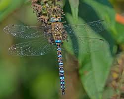 Attēlu rezultāti vaicājumam “Aeshna mixta male”