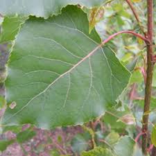 Attēlu rezultāti vaicājumam “Populus x jackii”