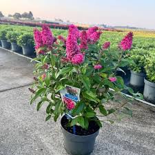 Image result for Buddleja davidii