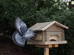 Attēlu rezultāti vaicājumam “Columba livia f. domestica adult”