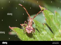 Attēlu rezultāti vaicājumam “Coreus marginatus nymph”