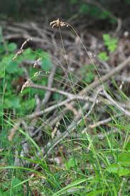 Attēlu rezultāti vaicājumam “Melica nutans”