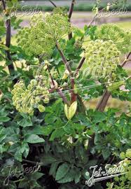 Image result for Angelica archangelica