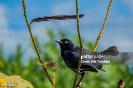 Attēlu rezultāti vaicājumam “Liocola lugubris”