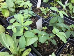 Attēlu rezultāti vaicājumam “Comarum palustre leaf”