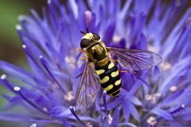 Attēlu rezultāti vaicājumam “Eupeodes corollae”