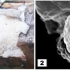 Attēlu rezultāti vaicājumam “Trechispora mollusca”