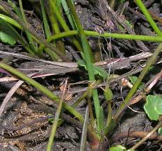 Attēlu rezultāti vaicājumam “Plantago uniflora leaf”