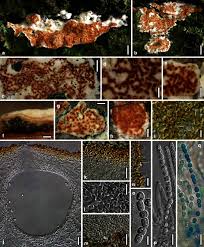 Attēlu rezultāti vaicājumam “Arcyria globosa young”