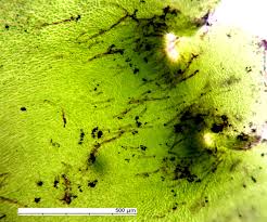 Attēlu rezultāti vaicājumam “Pellia endiviifolia”