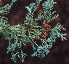 Attēlu rezultāti vaicājumam “Weissia squarrosa”