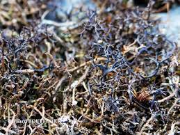 Attēlu rezultāti vaicājumam “Cetraria ericetorum”