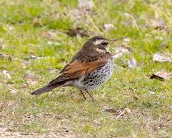 Image result for Turdus naumanni