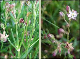 Attēlu rezultāti vaicājumam “Spergularia marina bud”