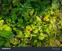 Attēlu rezultāti vaicājumam “Lapsana communis leaf”