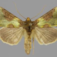 Attēlu rezultāti vaicājumam “Diachrysia tutti”