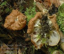 Attēlu rezultāti vaicājumam “Discina perlata”