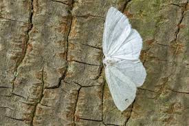 Attēlu rezultāti vaicājumam “Cabera pusaria male”